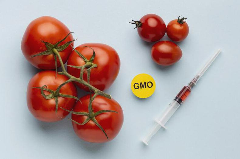 Żywność GMO - argumenty za i przeciw