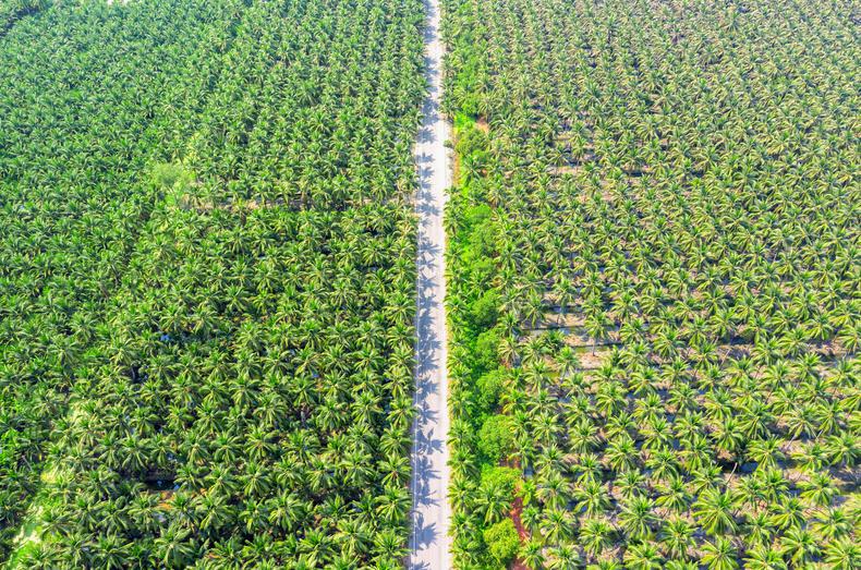 Dlaczego olej palmowy jest szkodliwy dla środowiska?